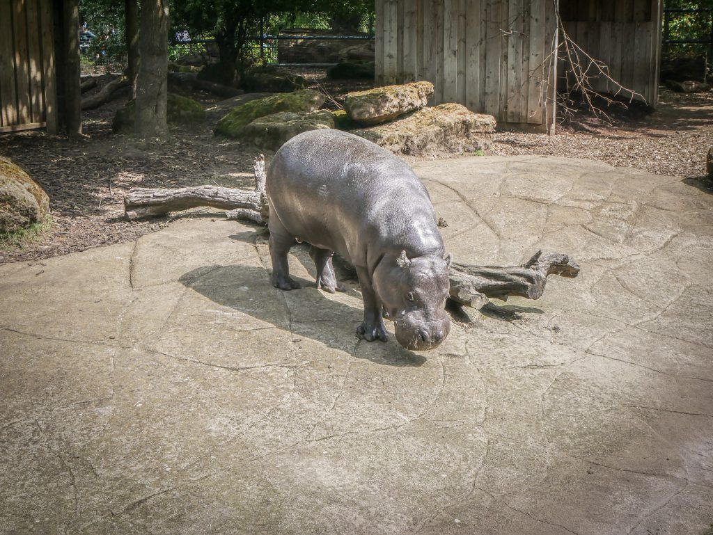 Zoo de Londres - Hippopotames