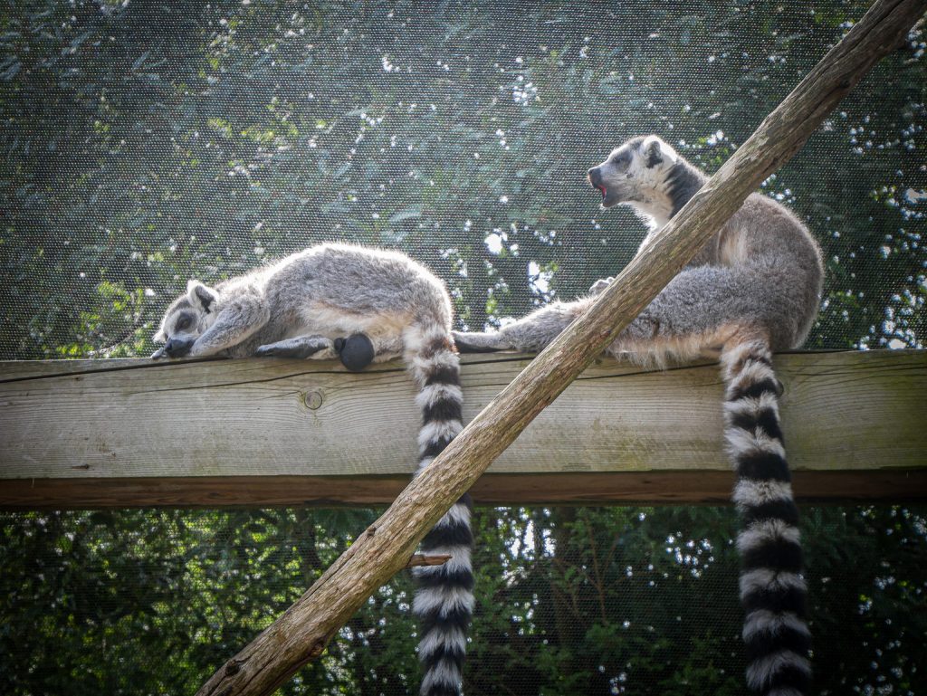 Zoo de Londres - Lémuriens