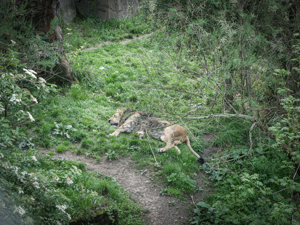 Zoo de Londres - Lion