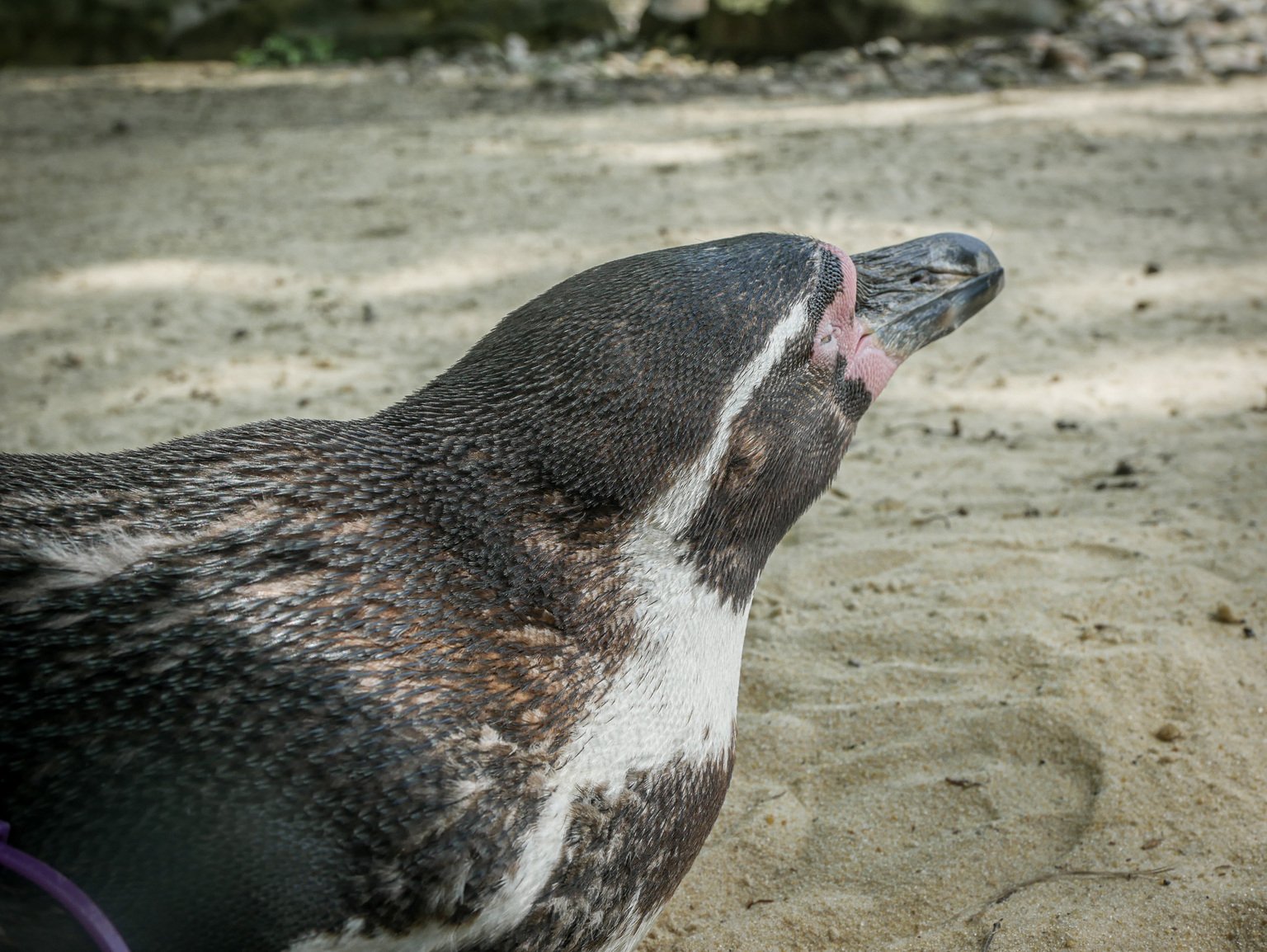 Zoo de Londres - Manchots